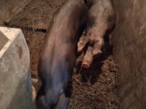 Soldani  de vanzare - imagine 4