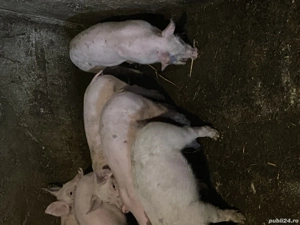 Purcei pietrean  - imagine 2