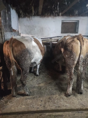 vaci gestante - imagine 2