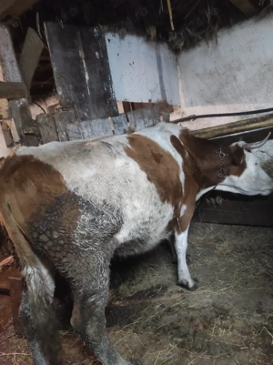 vaci gestante - imagine 3