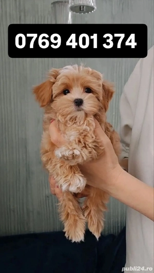 maltipoo poodle mini toy 