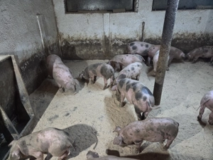 Vand Purcei De Casa Landrace si Pietrean  - imagine 3