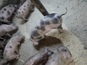 Vand Purcei De Casa Landrace si Pietrean  - imagine 4