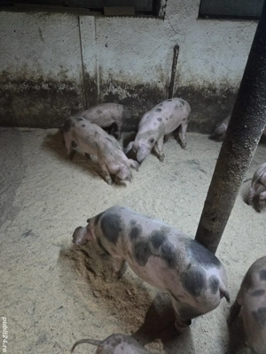 Vand Purcei De Casa Landrace si Pietrean  - imagine 5