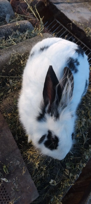 Vand iepuroi  - imagine 4