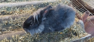 Vand iepuroi  - imagine 2