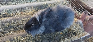 Vand iepuroi  - imagine 3