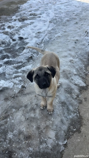 Femela pui kangal malakli - imagine 4