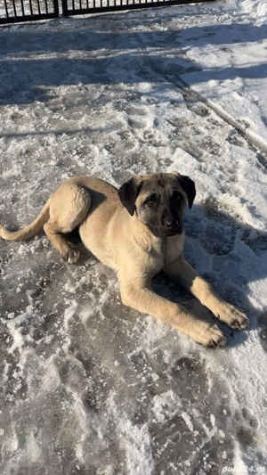 Femela pui kangal malakli - imagine 3