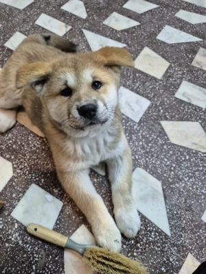 Pui akita inu ,varsta 2 luni jumate - imagine 2