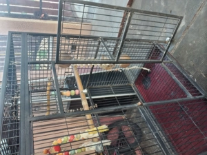 Colivie papagal de vanzare - imagine 2