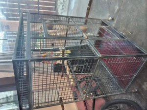 Colivie papagal de vanzare - imagine 4