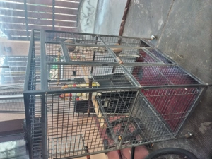 Colivie papagal de vanzare - imagine 3