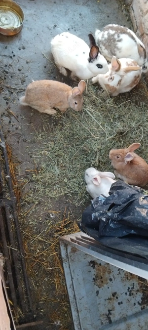 Vand iepuri  - imagine 2