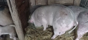 vând două purcele pietran 70 kg