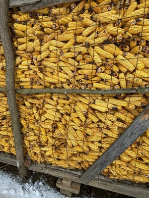 vand porumb uscat pe coşer - imagine 2