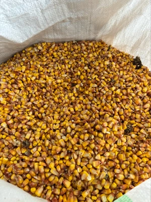 vand porumb uscat pe coşer - imagine 3