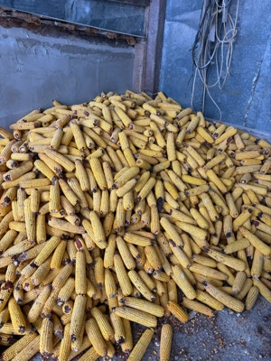 vand porumb uscat pe coşer - imagine 4