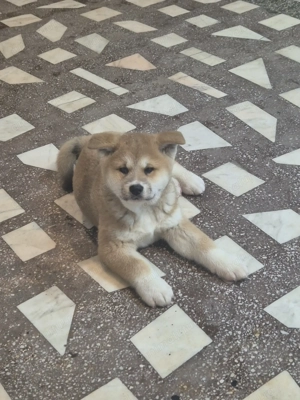 Pui akita inu ,varsta 2 luni jumate - imagine 4