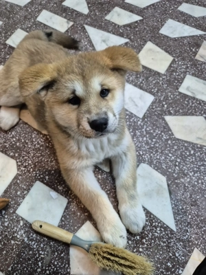 Pui akita inu ,varsta 2 luni jumate - imagine 3