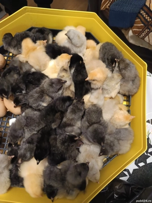 Vând pui de găină austrolorp și brahma  - imagine 2