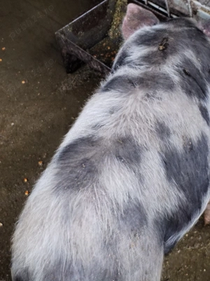 Vând grasuni cu greutatea aproximativ 65 - 70 kg  - imagine 3