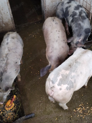 Vând grasuni cu greutatea aproximativ 65 - 70 kg  - imagine 2