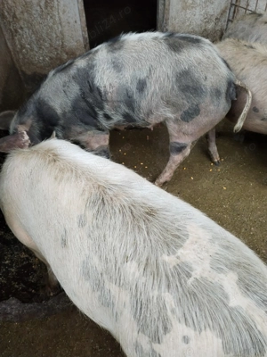 Vând grasuni cu greutatea aproximativ 65 - 70 kg  - imagine 5