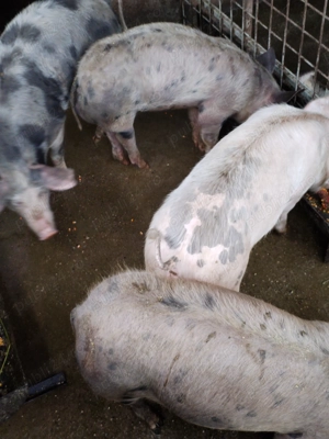 Vând grasuni cu greutatea aproximativ 65 - 70 kg 