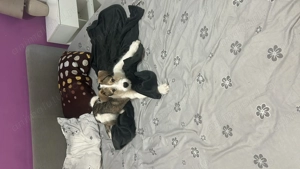 Cățeluș- băiat - 6 luni - terrier  - imagine 3