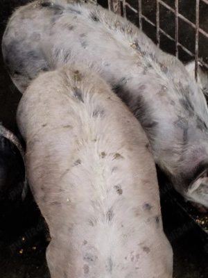 Vând grasuni cu greutatea aproximativ 65 - 70 kg  - imagine 4