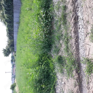 teren vanzare - imagine 4