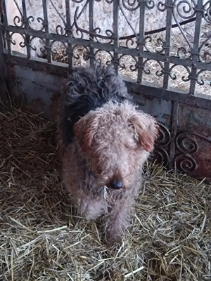 vand doi caini de vânătoare  - imagine 3