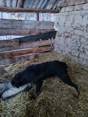 vand doi caini de vânătoare  - imagine 5