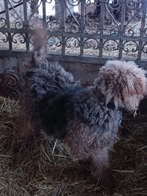 vand doi caini de vânătoare  - imagine 2