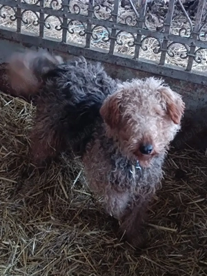 vand doi caini de vânătoare  - imagine 4