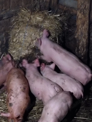 Purcei de rasă din părinți landras și pietrean  - imagine 4