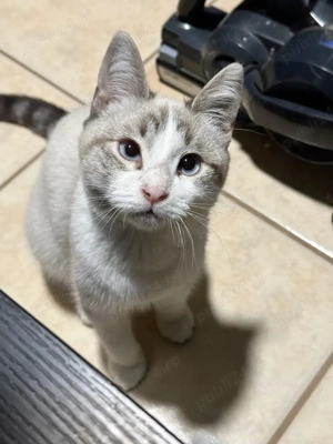 Ragdoll jucaus - imagine 3