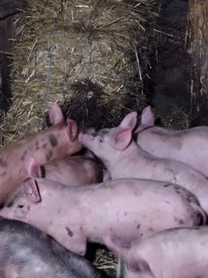 Purcei de rasă din părinți landras și pietrean  - imagine 5