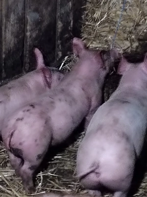 Purcei de rasă din părinți landras și pietrean  - imagine 2