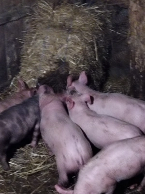 Purcei de rasă din părinți landras și pietrean  - imagine 3