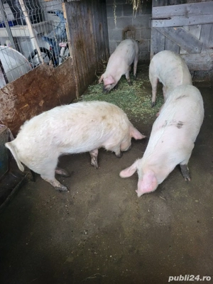 Purcei, Grasuni  - imagine 3