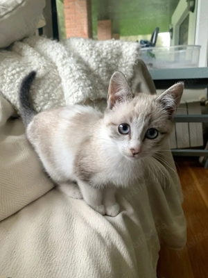 Ragdoll jucaus - imagine 2