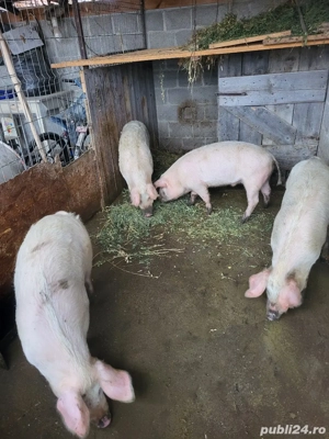 Purcei, Grasuni  - imagine 2