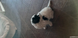 Vand 2 catelusi Bichon(o fetita si un baietel)  - imagine 5