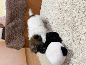 bichon talie mica - imagine 5