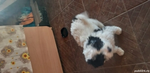 Vand 2 catelusi Bichon(o fetita si un baietel)  - imagine 2