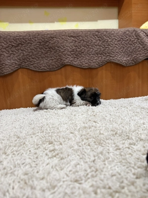 bichon talie mica - imagine 4