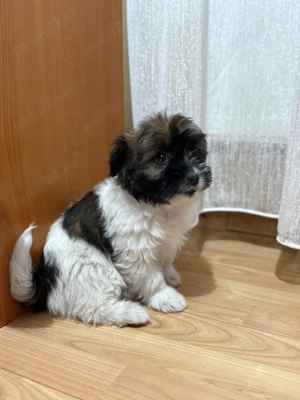 bichon talie mica - imagine 2