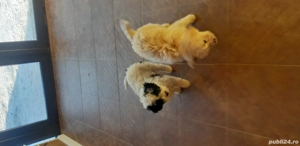 Vand 2 catelusi Bichon(o fetita si un baietel)  - imagine 3